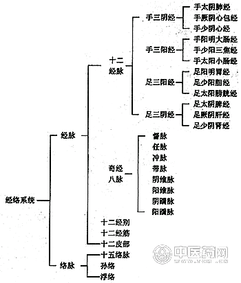 经络系统的组成